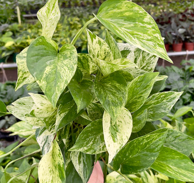 Pothos Care: The Complete Guide