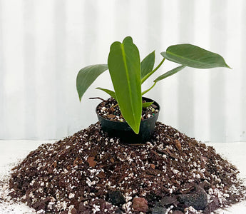 Philodendron ‘Spiritus Sancti’ Care: The Complete Guide