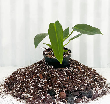 Philodendron ‘Spiritus Sancti’ Care: The Complete Guide