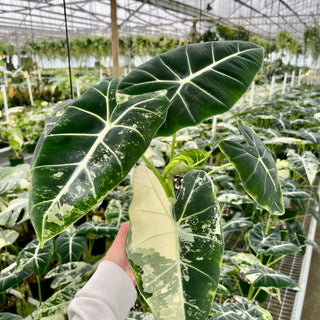 Variegated Alocasia 'Frydek’: The Complete Guide