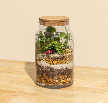 Terrarium Care