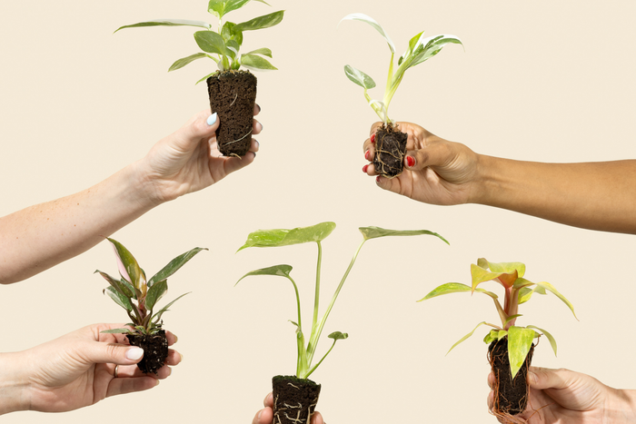 Five hands hold various plant plugs with exposed roots against a neutral beige background, showcasing young plant growth.