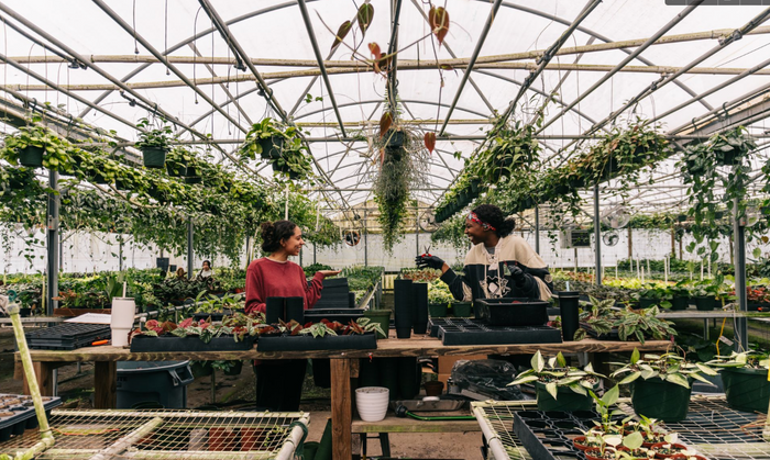 Plants For Your Zodiac