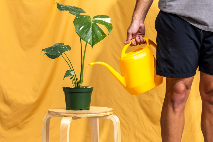A person watering a Monstera plant in a green pot using a bright yellow watering can, set against a yellow backdrop.