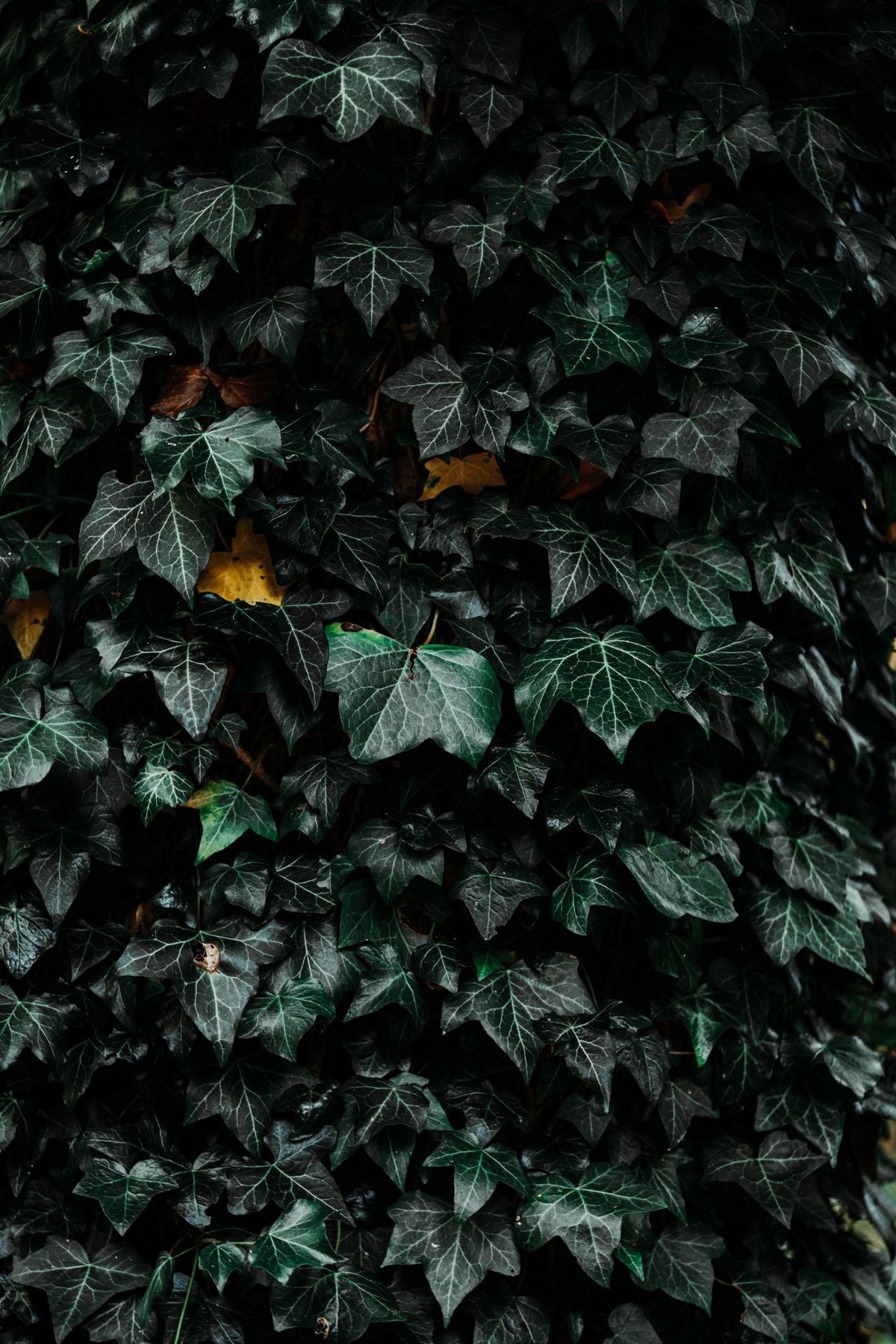multiple ivy plant leaves covering wall