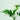 philodendron plant with split leaves