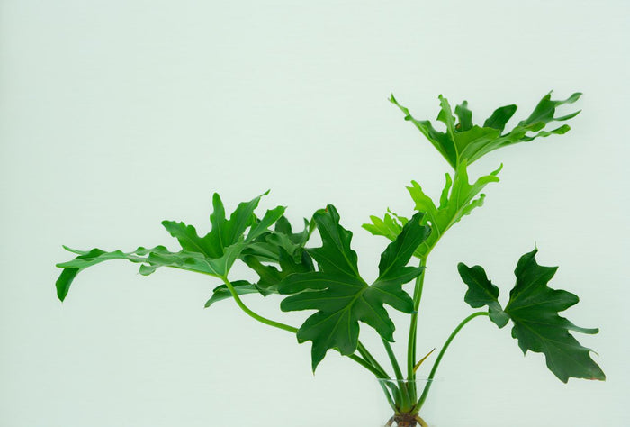 philodendron plant with split leaves