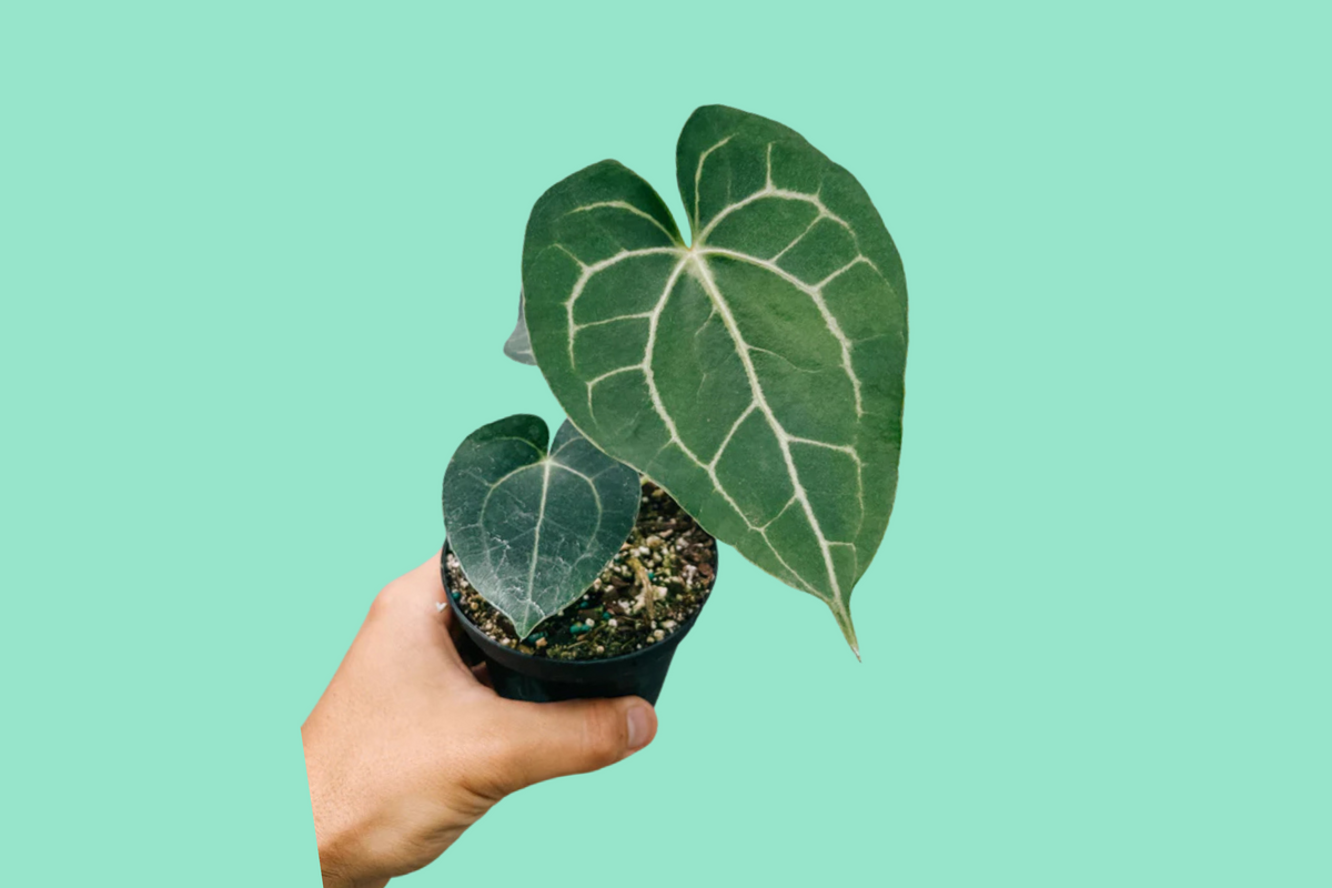 Anthurium Plant Care Instructions