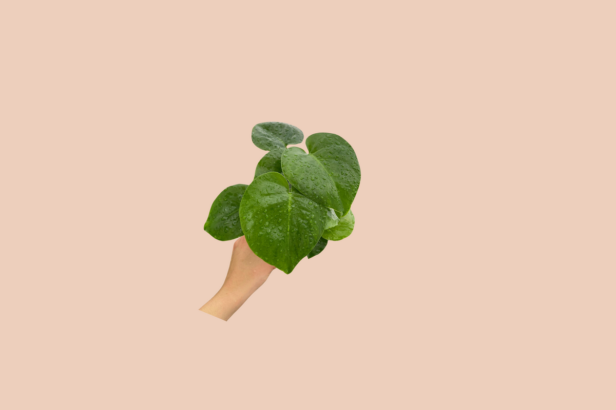 A Monstera Deliciosa