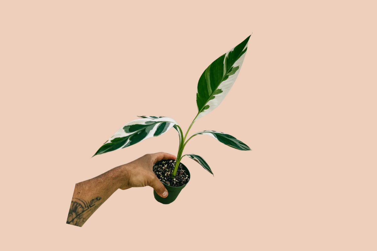 A Musa Florida 'Bronana'