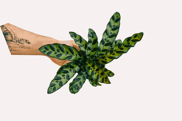 How to Care for Your Prayer Plants (Calathea)