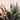bird of paradise plant leaves with orange bloom