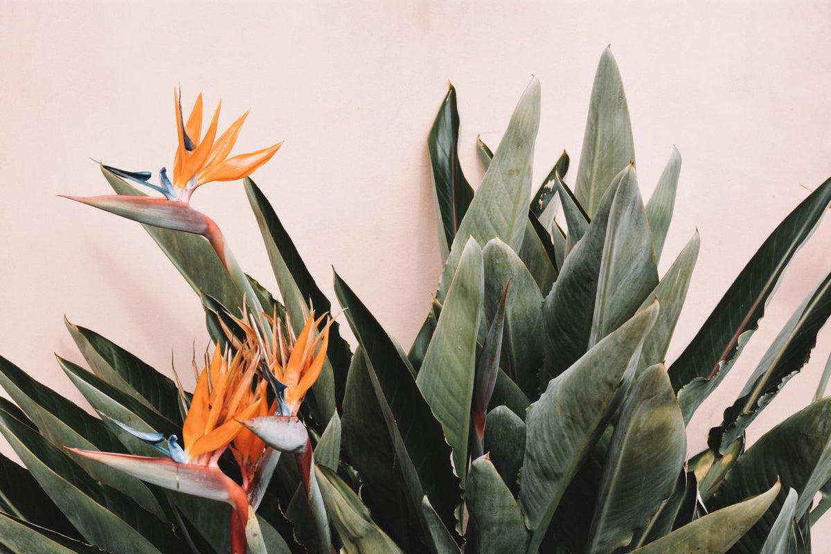 bird of paradise plant leaves with orange bloom