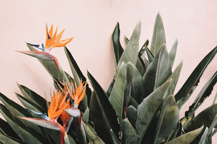 bird of paradise plant leaves with orange bloom