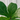 close up of ficus 'lyrata' plant leaves