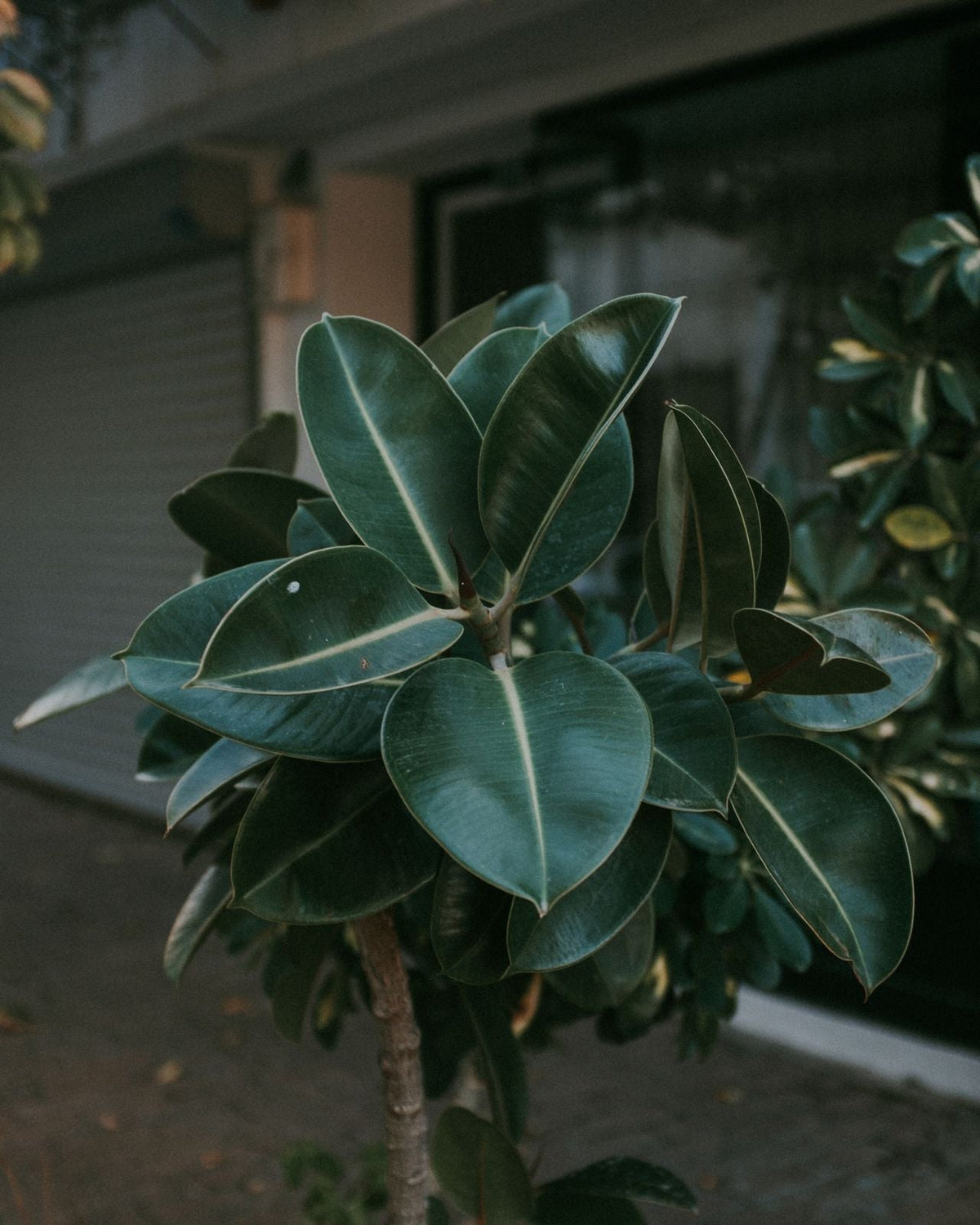 close up of ficus 'burgundy' plant leaves