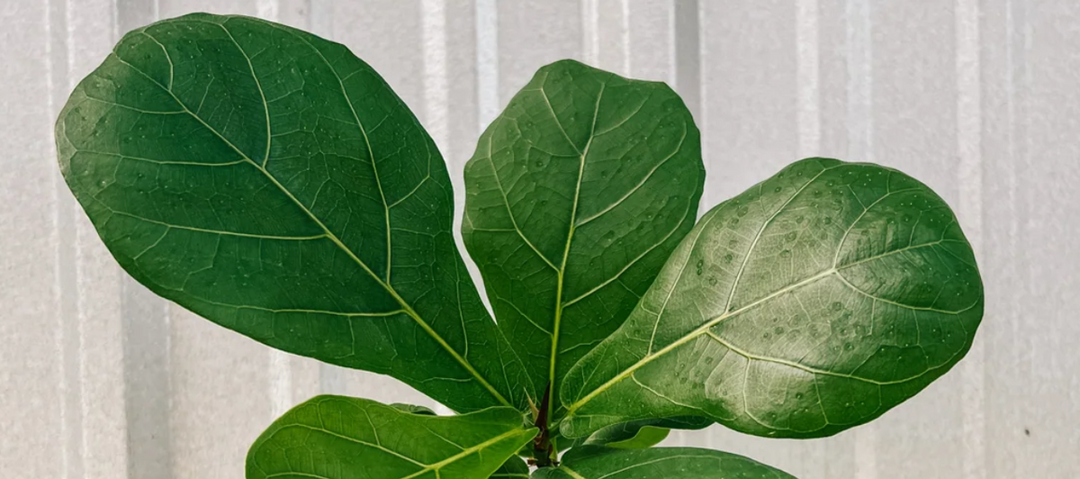close up of ficus 'lyrata' plant leaves