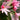 easter cactus