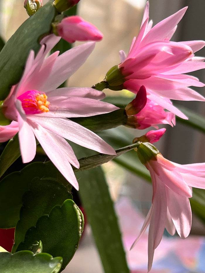 easter cactus