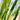 citronella plant