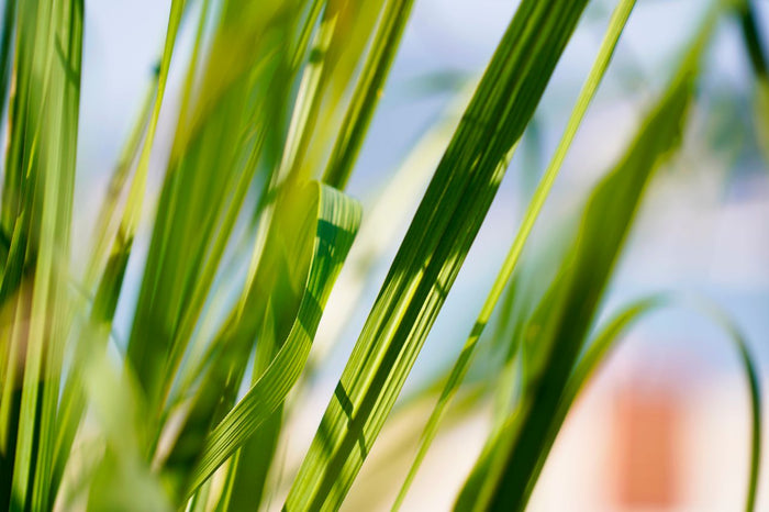 citronella plant