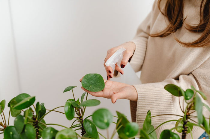 person holding plant leaf in one hand while other hand is holding spray bottle that's misting leaf