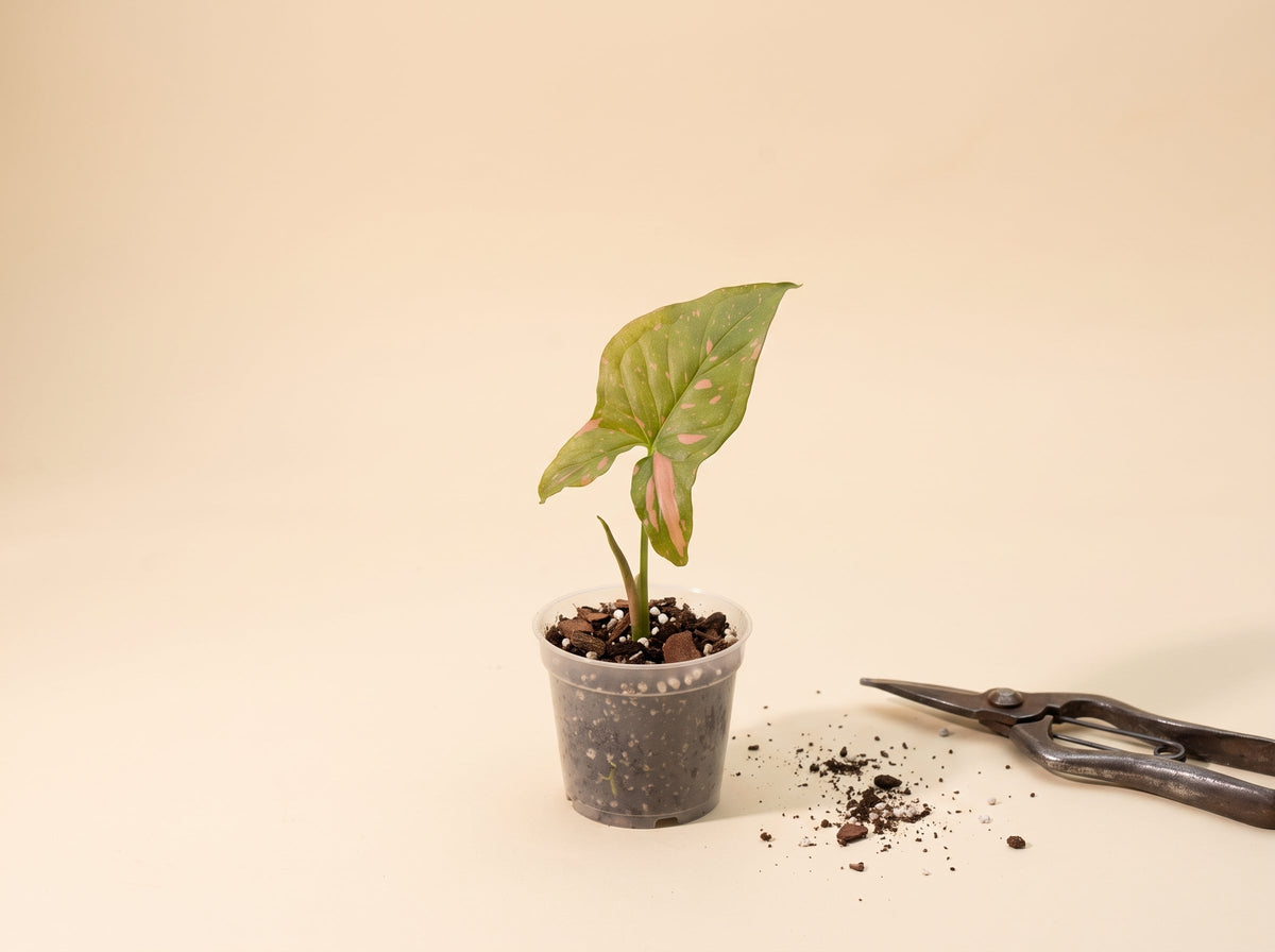 cutting of syngonium pink splash plant with one leaf propagating in clear pot with potting mix soil - some dirt spillage and shears on ground right side next to plant