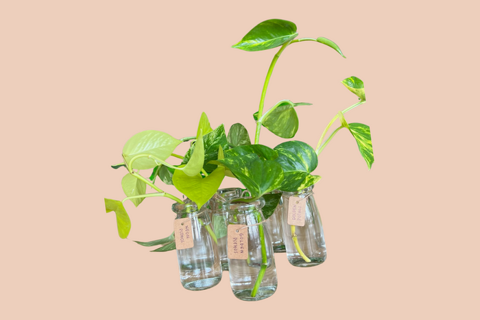 pothos propagations