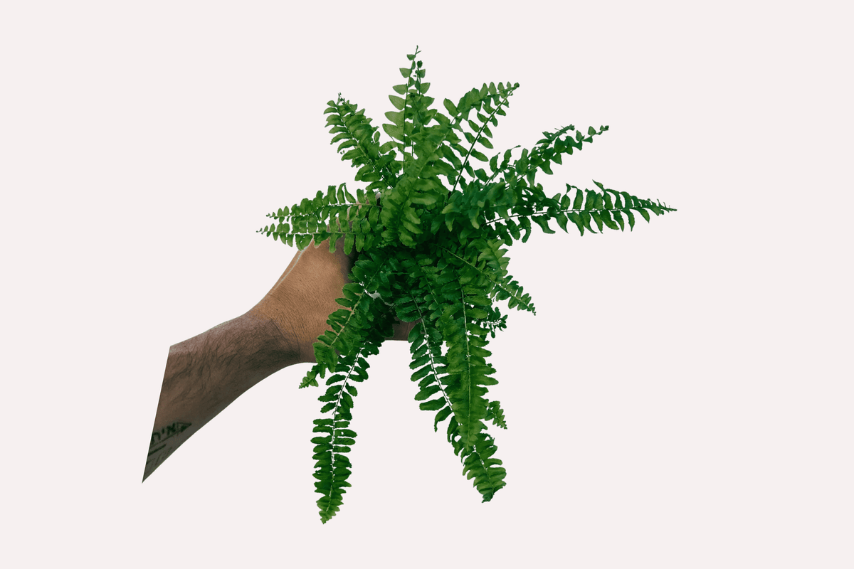 boston fern plant care
