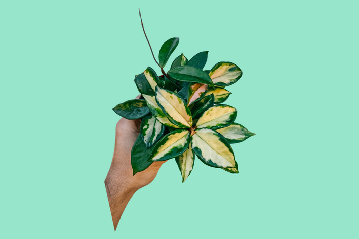 hoya plant