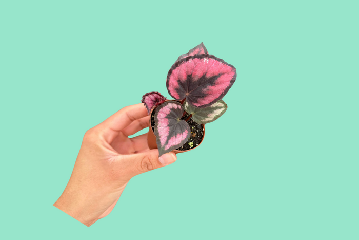 How to Care for Begonia Plants & Detect Issues