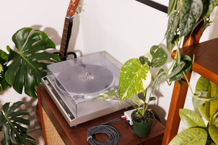 A turntable, guitar, and variegated Monstera plant on a wooden stand, surrounded by lush green foliage.