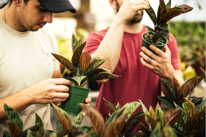 Two men examine potted plants with vibrant foliage in a greenhouse, surrounded by similar plants.