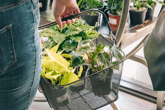 A metal shopping basket filled with vibrant potted plants