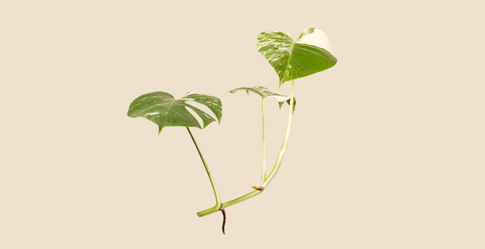 Houseplant Anatomy 101