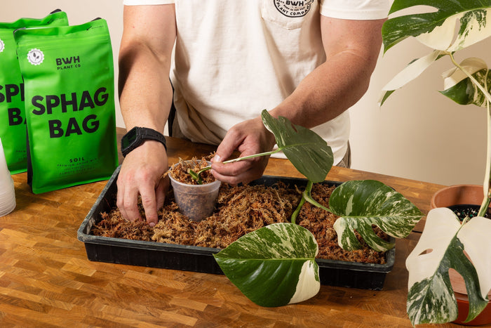 Person propagating a Monstera cutting in sphagnum moss.
