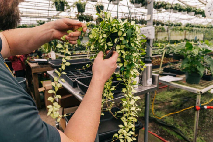 A person trims a trailing plant in a greenhouse, surrounded by pots, trays, and lush greenery.