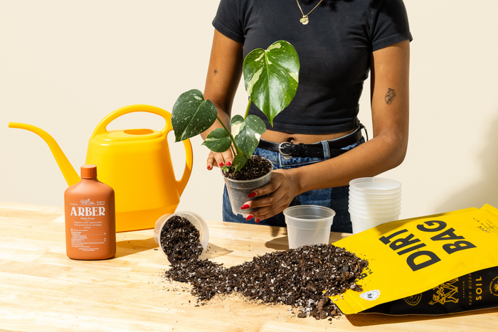 A person repots a variegated plant at a table with soil, a yellow watering can, and plant food nearby.