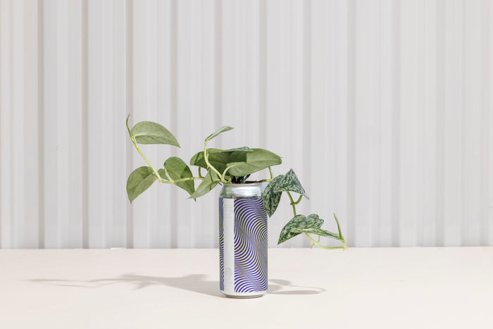 6 Tips for Water Propagating Houseplants