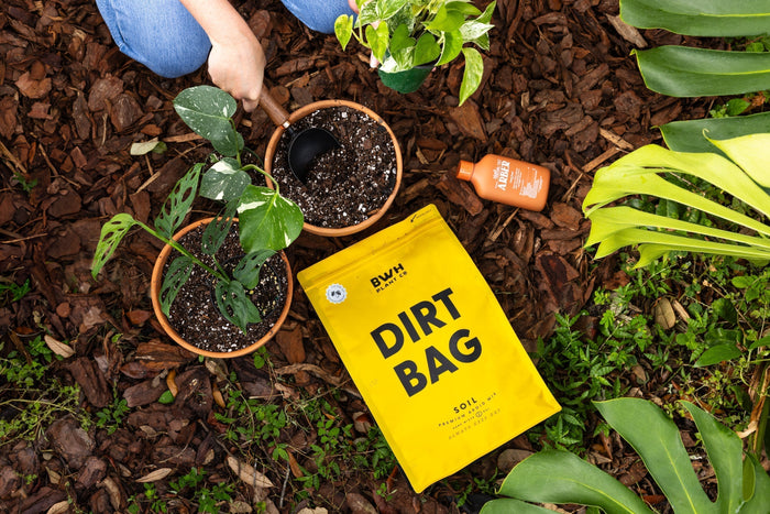 4 Tips for Fall Plant Care