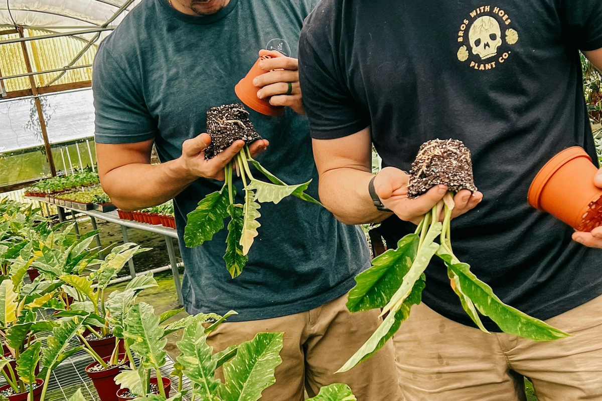 Two individuals in a greenhouse holding small potted plants with soil exposed