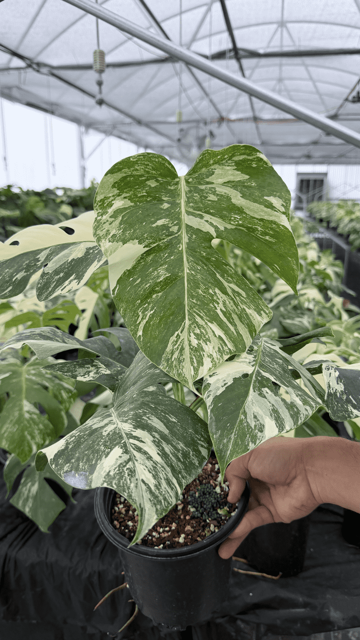 monstera albo