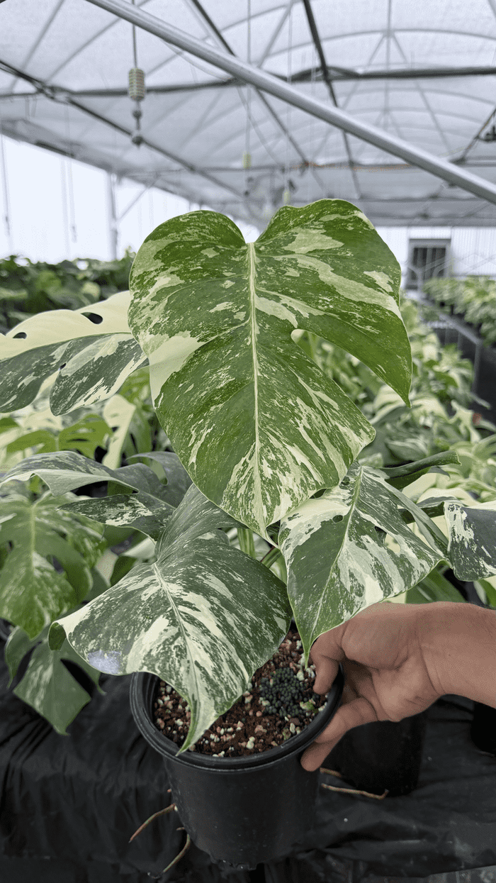 monstera albo
