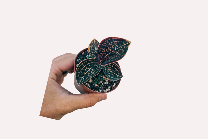 Jewel Orchid Care Instructions - All 3 Genus