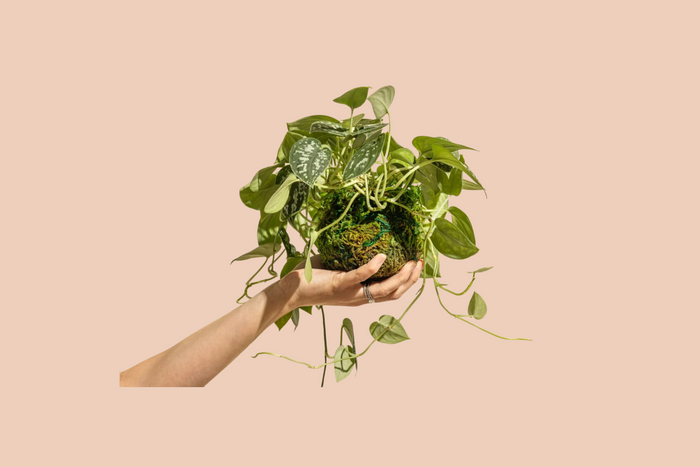 A hand holds a kokedama with trailing greenery and variegated leaves against a beige background.