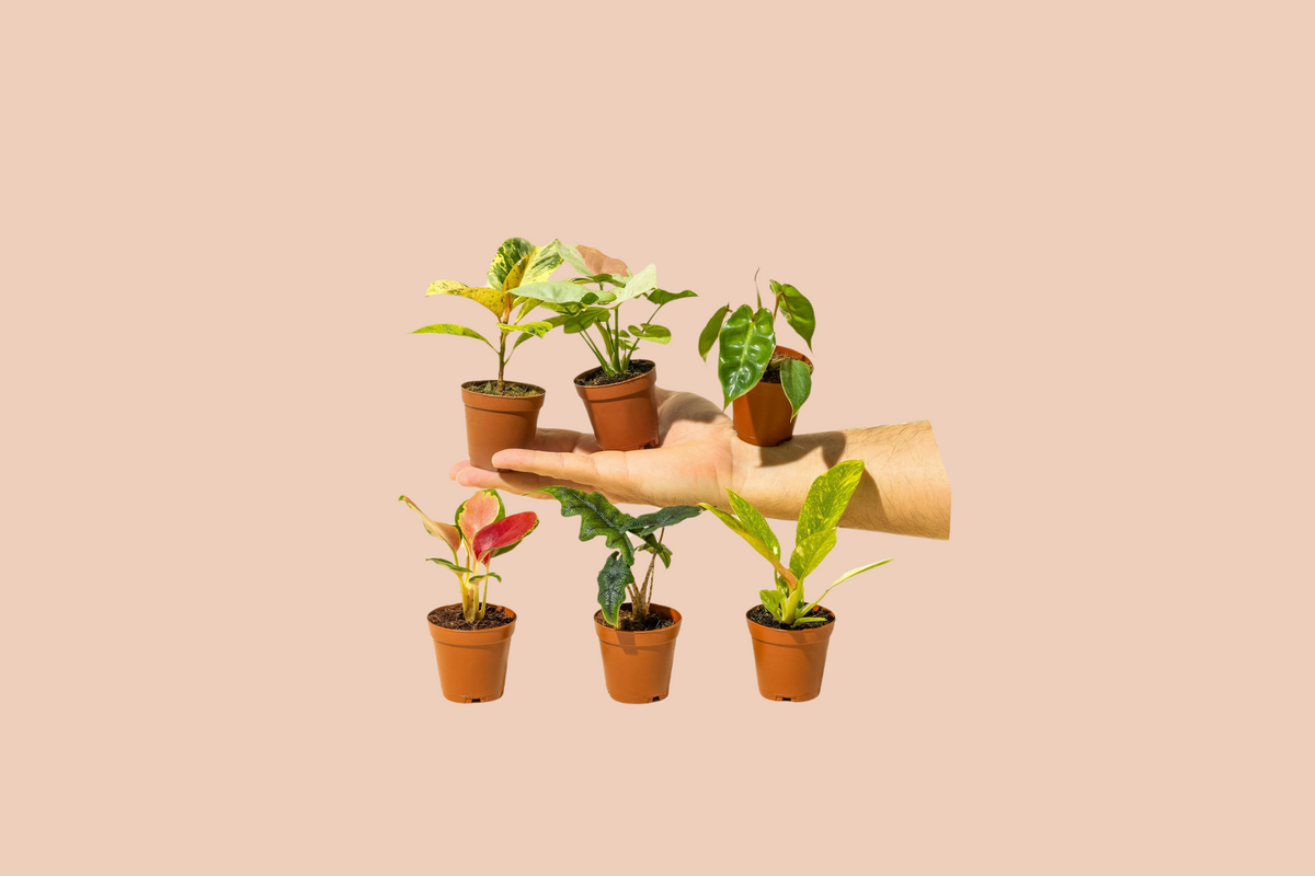 A hand holds mini potted plants showcasing colorful and unique foliage.