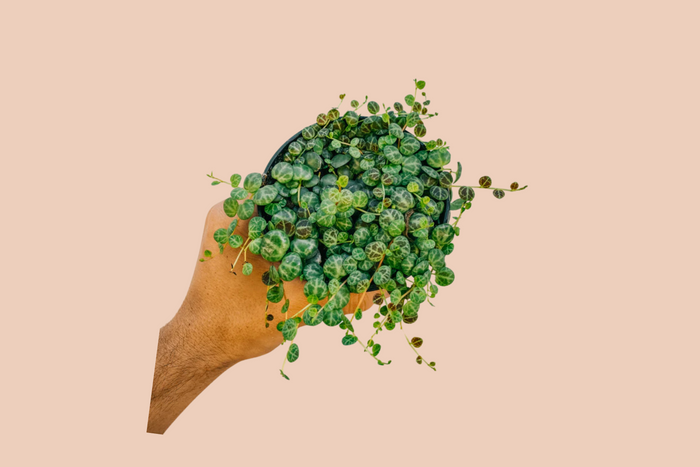 a peperomia houseplant