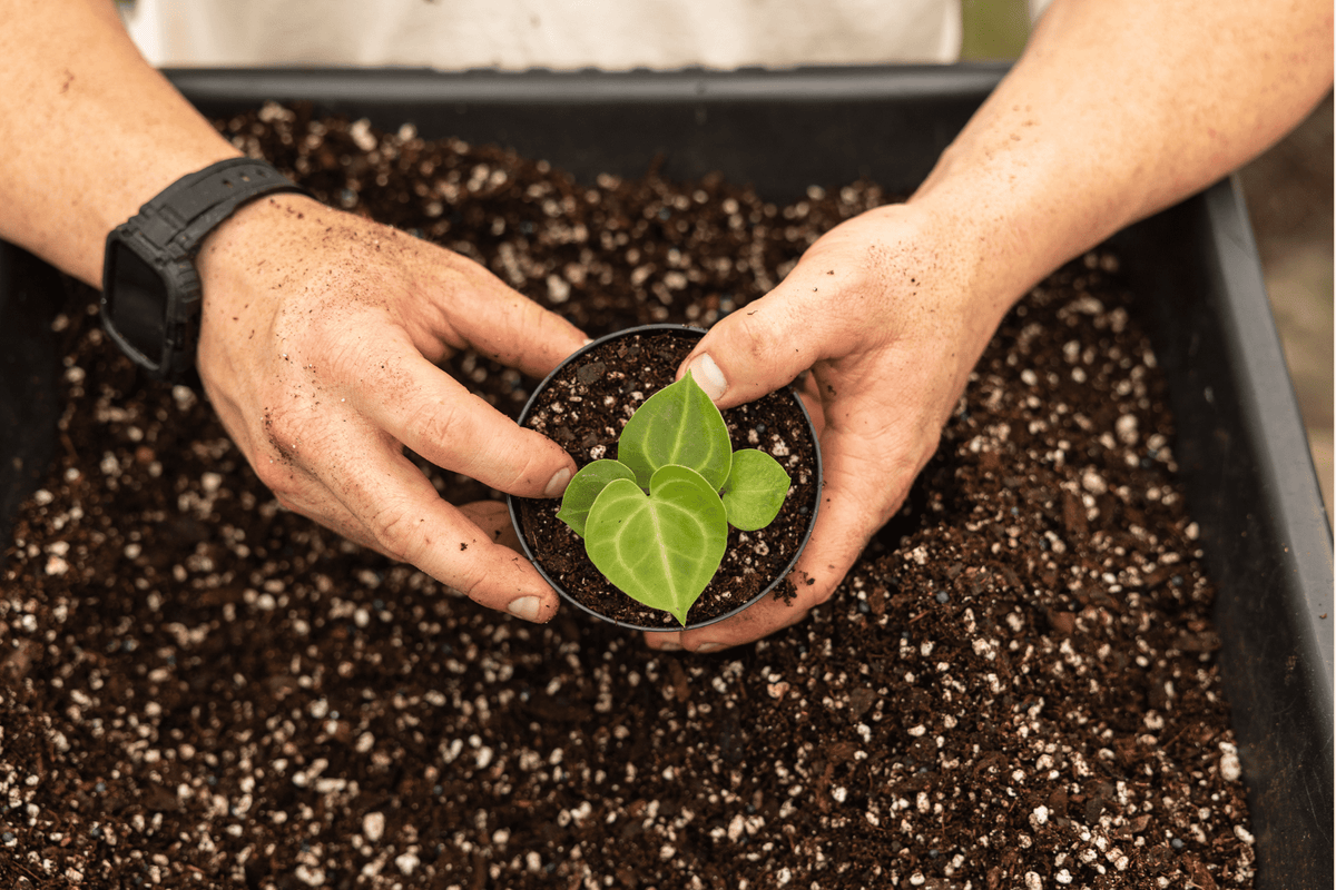 Perlite and How it Helps Plants in Potting Mix – BWH Plant Co