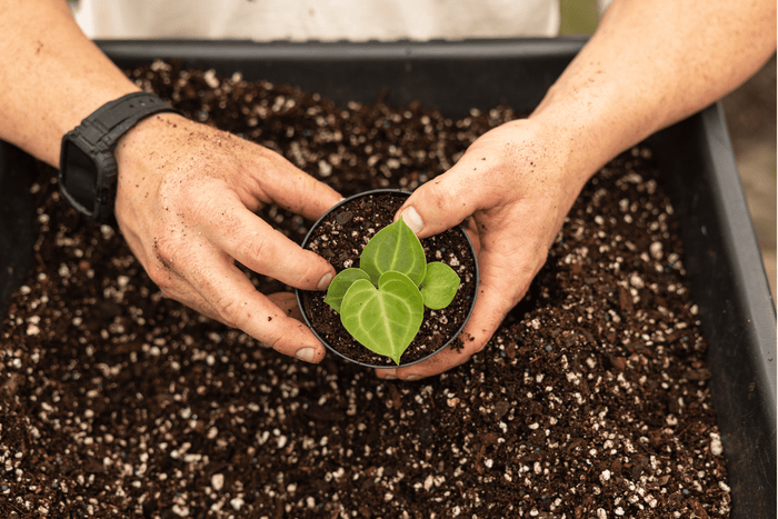 hands holding a plant over a tray of potting mix
