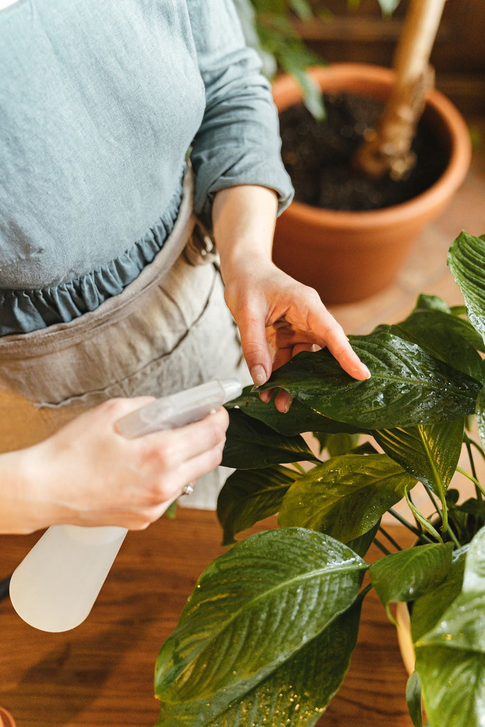 houseplant 
